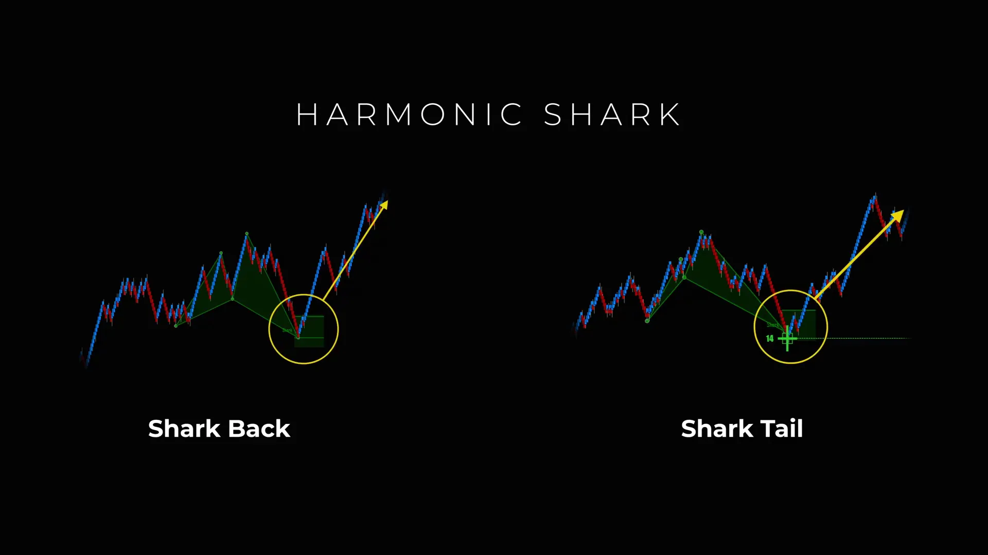 Graphic contrasting shark back (first attempt) and shark tail (second attempt)